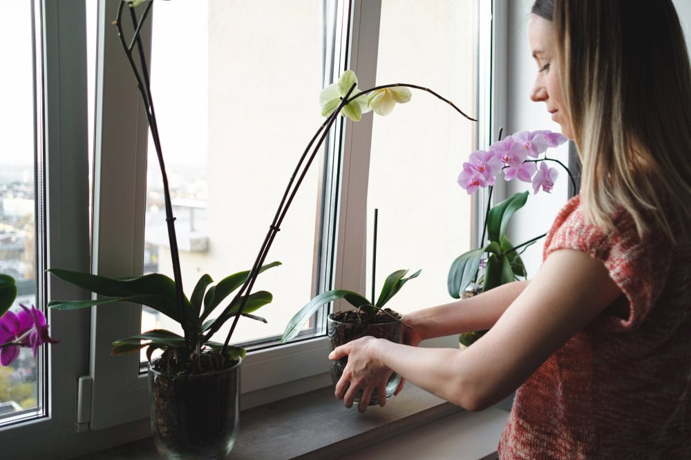 Flowers on Window Sills