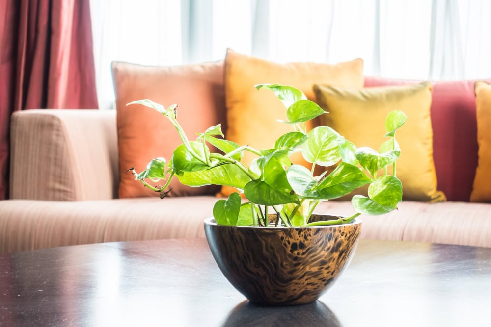 Potted Flowers as Table CentrepieceS