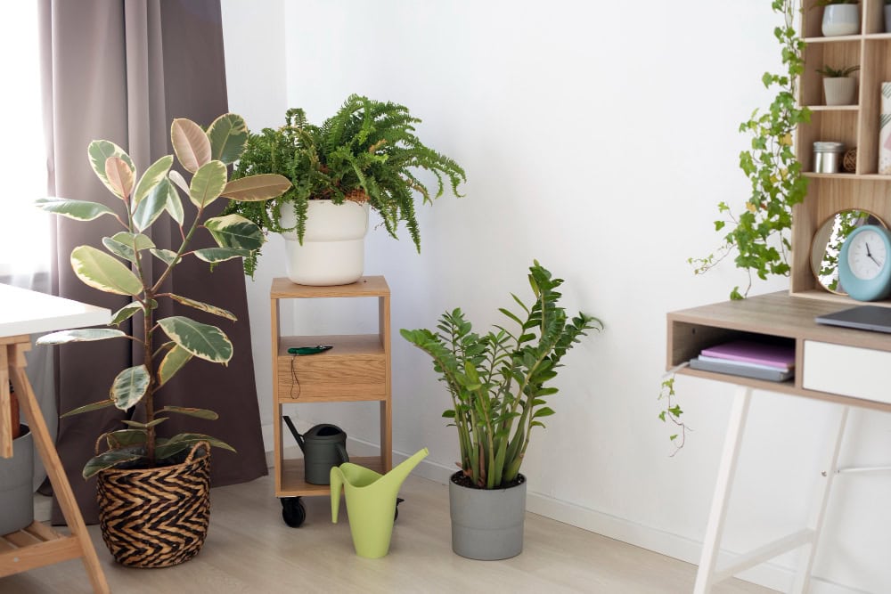 Potted Flowers in Corners