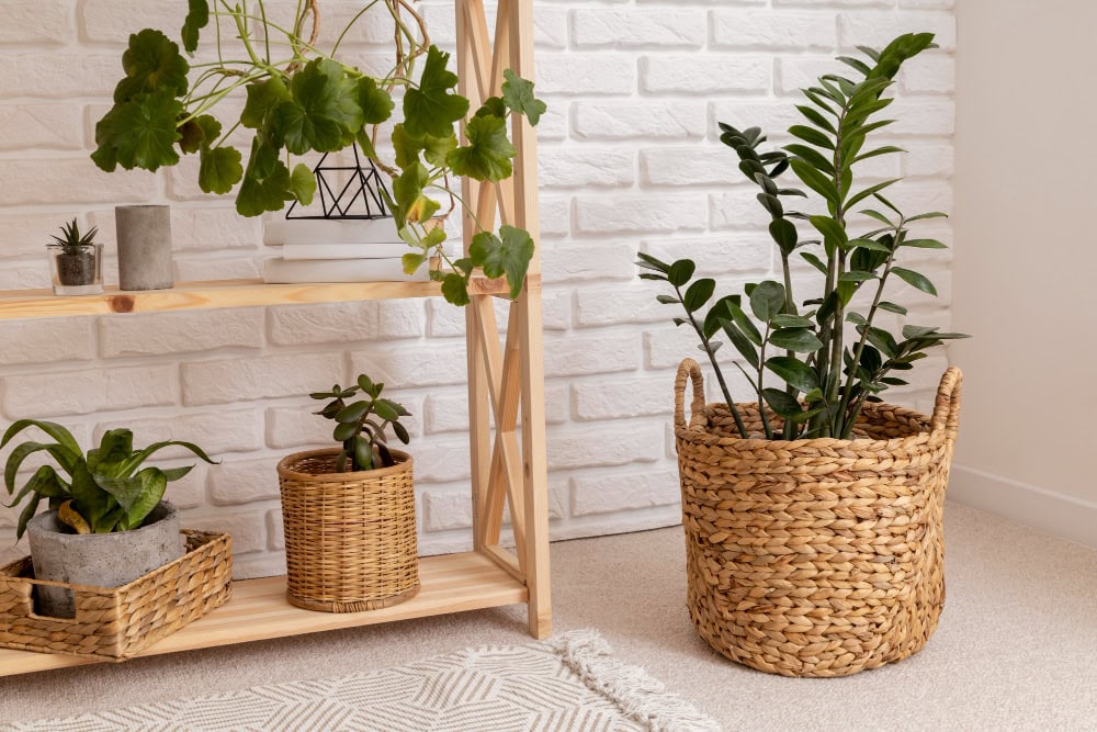 Potted Flowers on Shelves